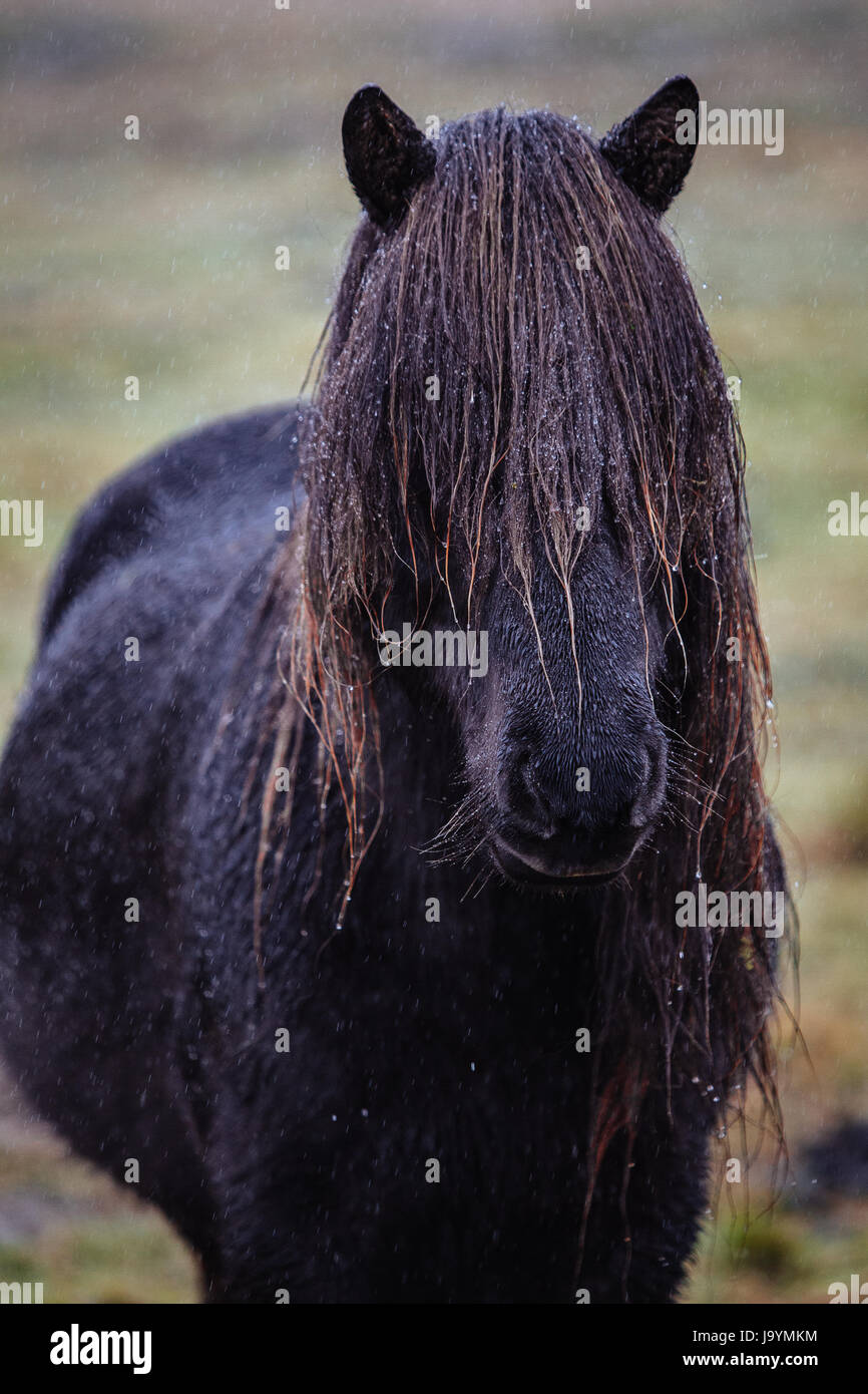 Icelandic horse standing in the rain. Stock Photo