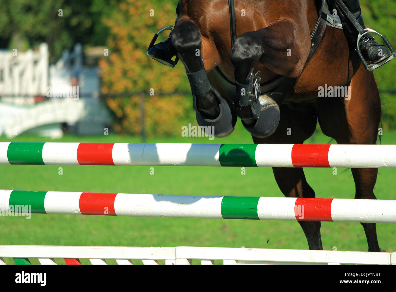 jumping horses Stock Photo