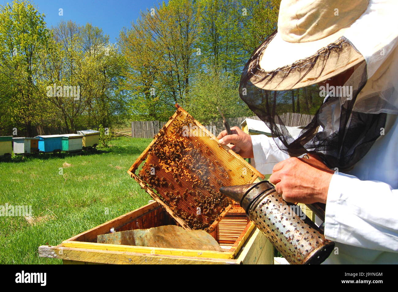 person, beehive, apiary, working, man, insect, bee, apiarist, beekeeper ...