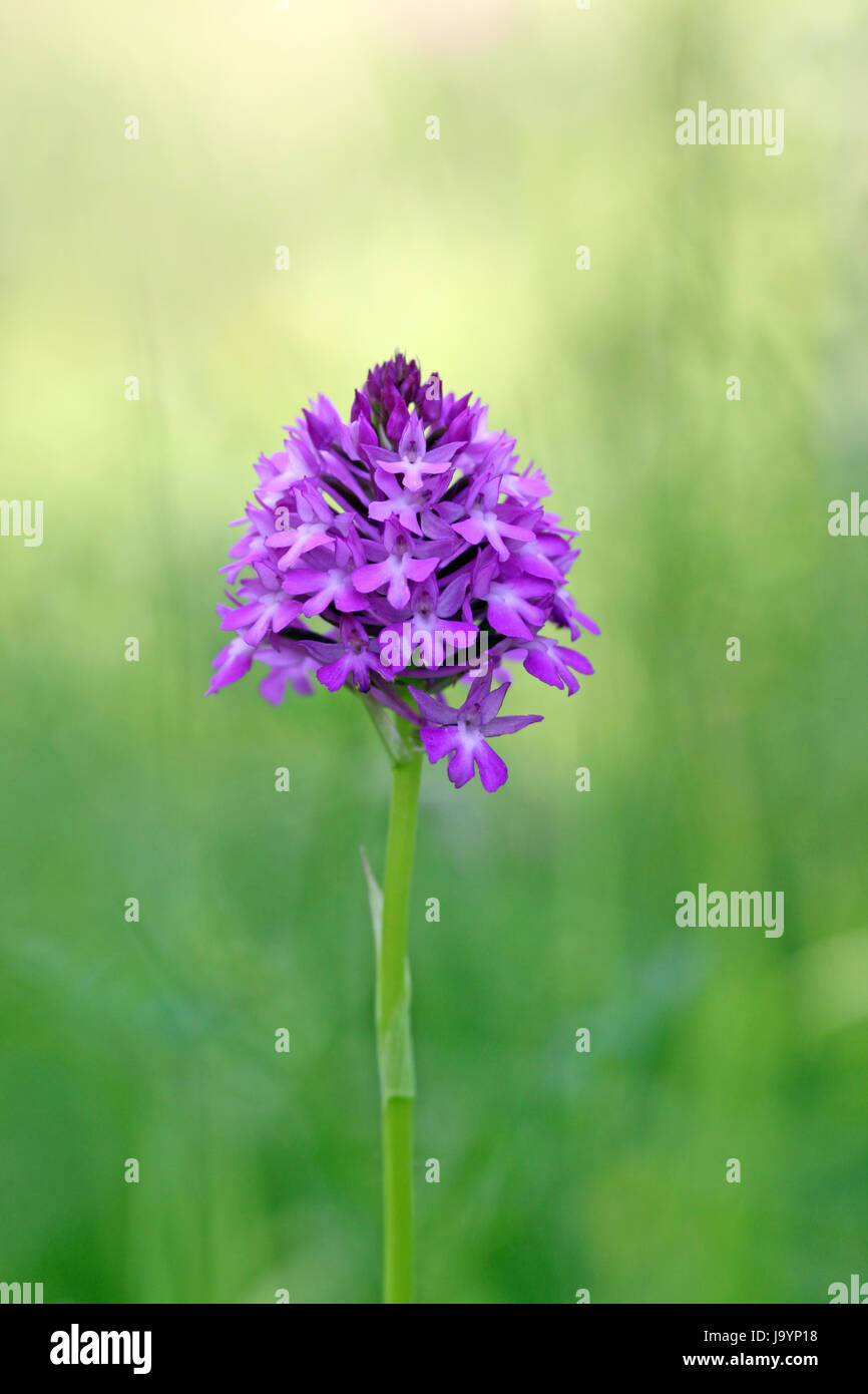 Pyramidalis hi-res stock photography and images - Alamy