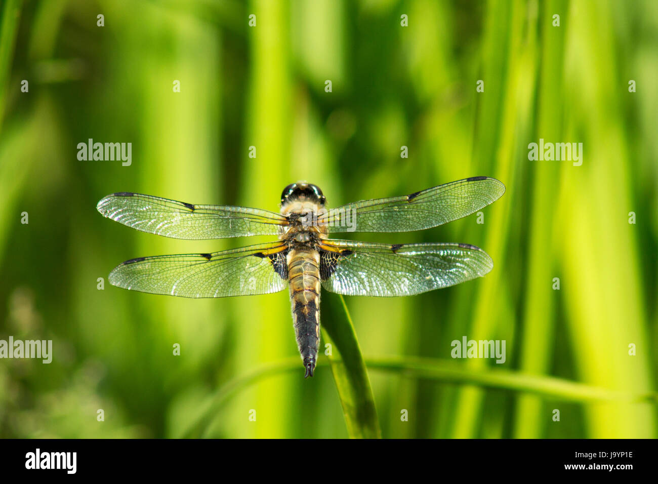 dragonfly on a blade of grass Stock Photo - Alamy