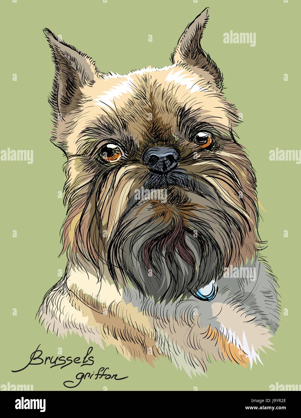 Colored brussels griffon dog portrait on green background vector hand drawing illustration Stock Vector