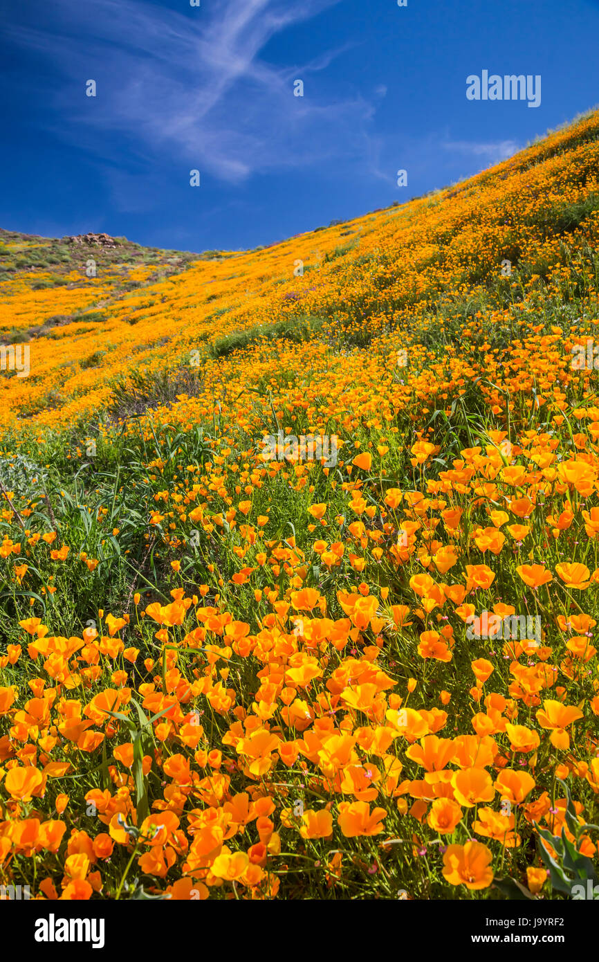 The spring poppy fields in Walker Canyon near Lake Elsinore, California