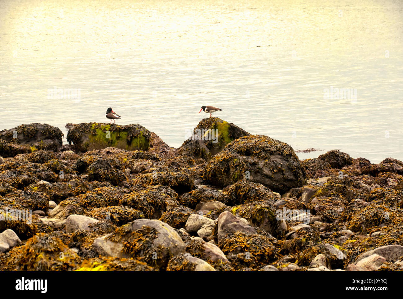 oyster catchers on charles island at lowtide in long island sound at Silver Sands State Park in Milford Connecticut on an overcast day. Stock Photo