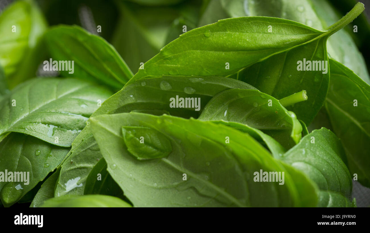 Basil fresh green leaves closeup Stock Photo