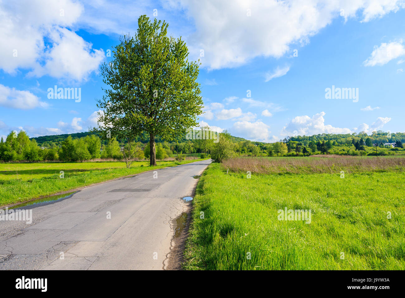 Green tree growing on side of a rural road near Krakow city on sunny spring day, Poland Stock Photo