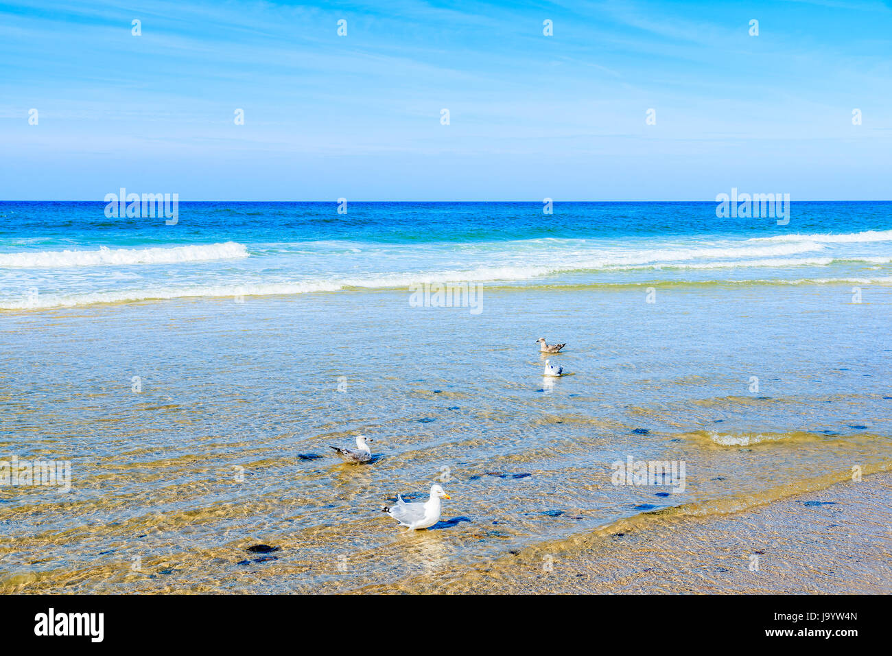 Seagulls in water on Kampen beach, Sylt island, North Sea, Germany Stock Photo