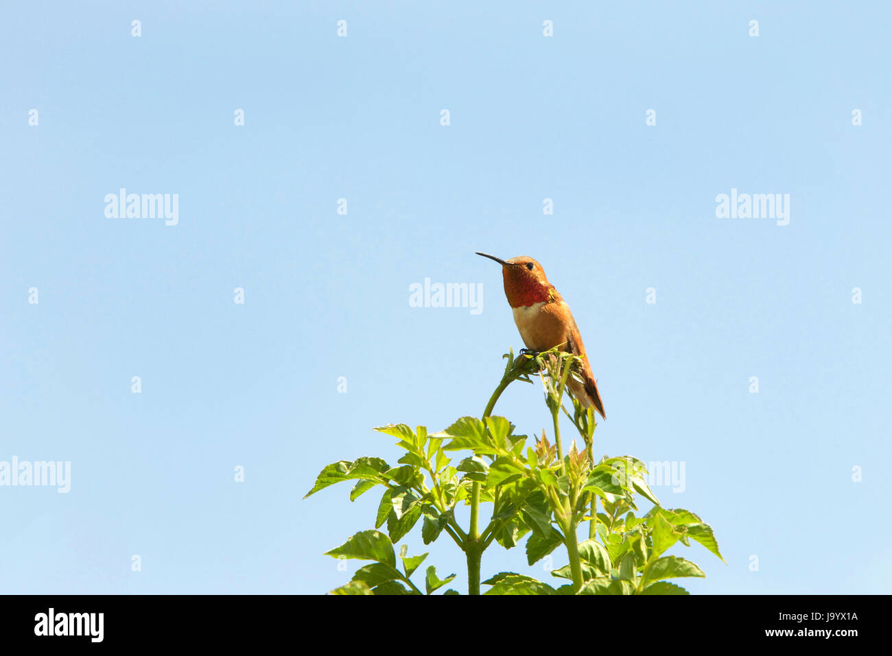 One male Allen's Hummingbird perched on top of Hamelia patens Firebush bush, light blue sky background. Stock Photo
