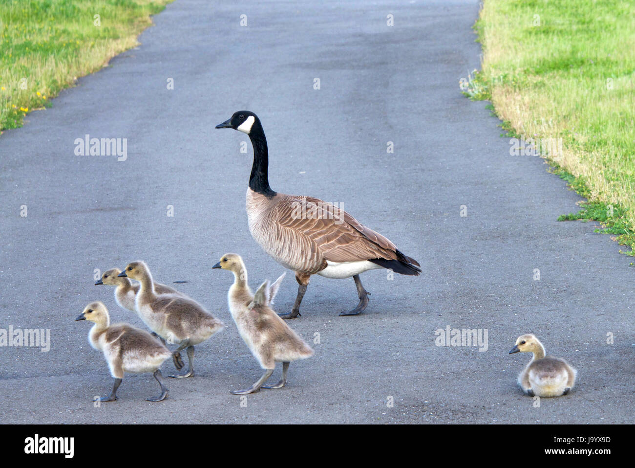canada goose natur canada goose natur