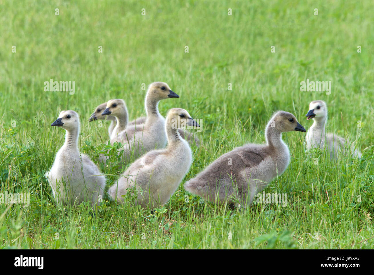 Goslings foraging for food in the grass. Canada geese are able to establish breeding colonies in urban areas, which provide food and few natural preda Stock Photo