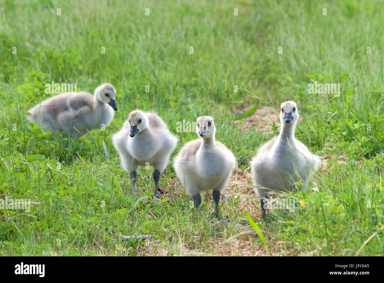 Goslings foraging for food in the grass. Canada geese are able to establish breeding colonies in urban areas, which provide food and few natural preda Stock Photo
