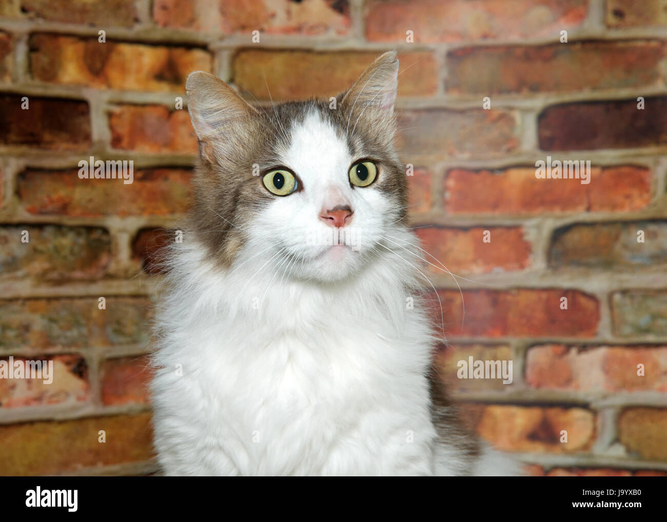Portrait of white and tan medium haired tabby cat looking to viewers ...