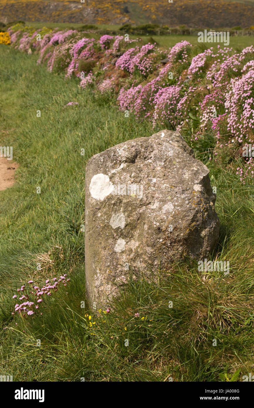 UK, Wales, Pembrokeshire, St Davids, lichen covered path marker rock amongst thrift, Armeria maritima wild flowers Stock Photo