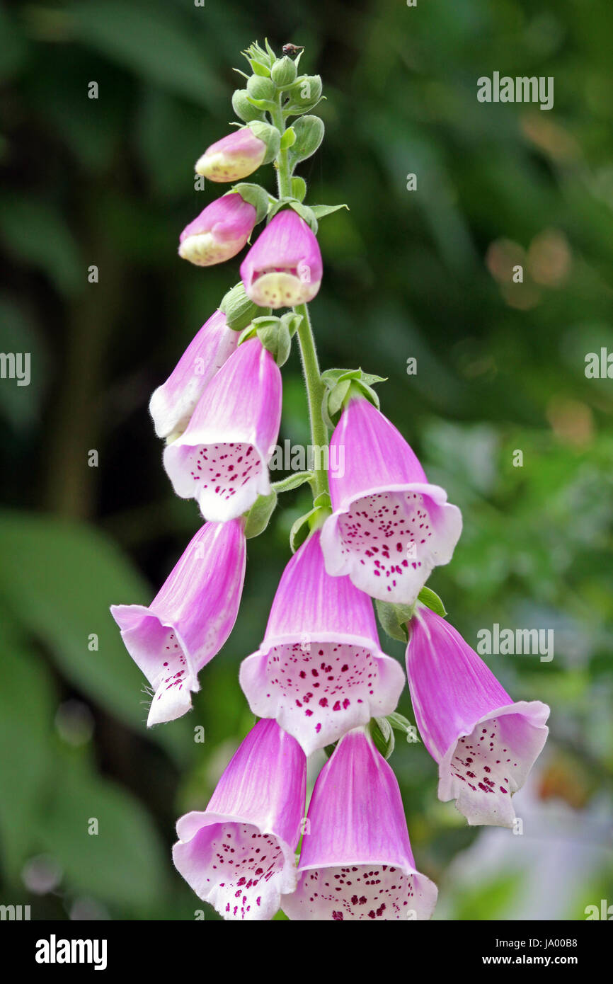 digitalis Stock Photo