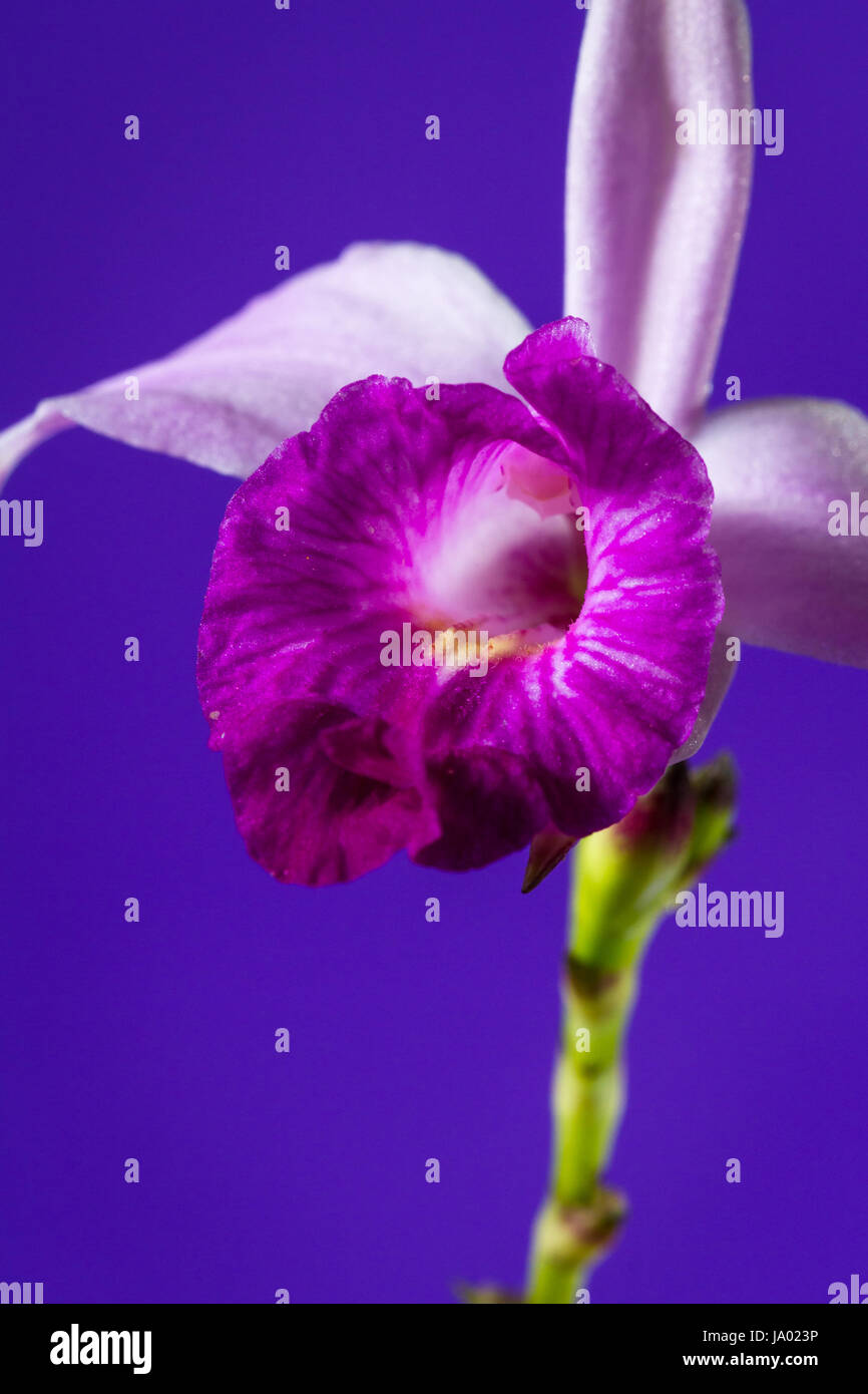 close up of a beautiful bamboo orchid with soft purple petals with a dark purple background. Stock Photo