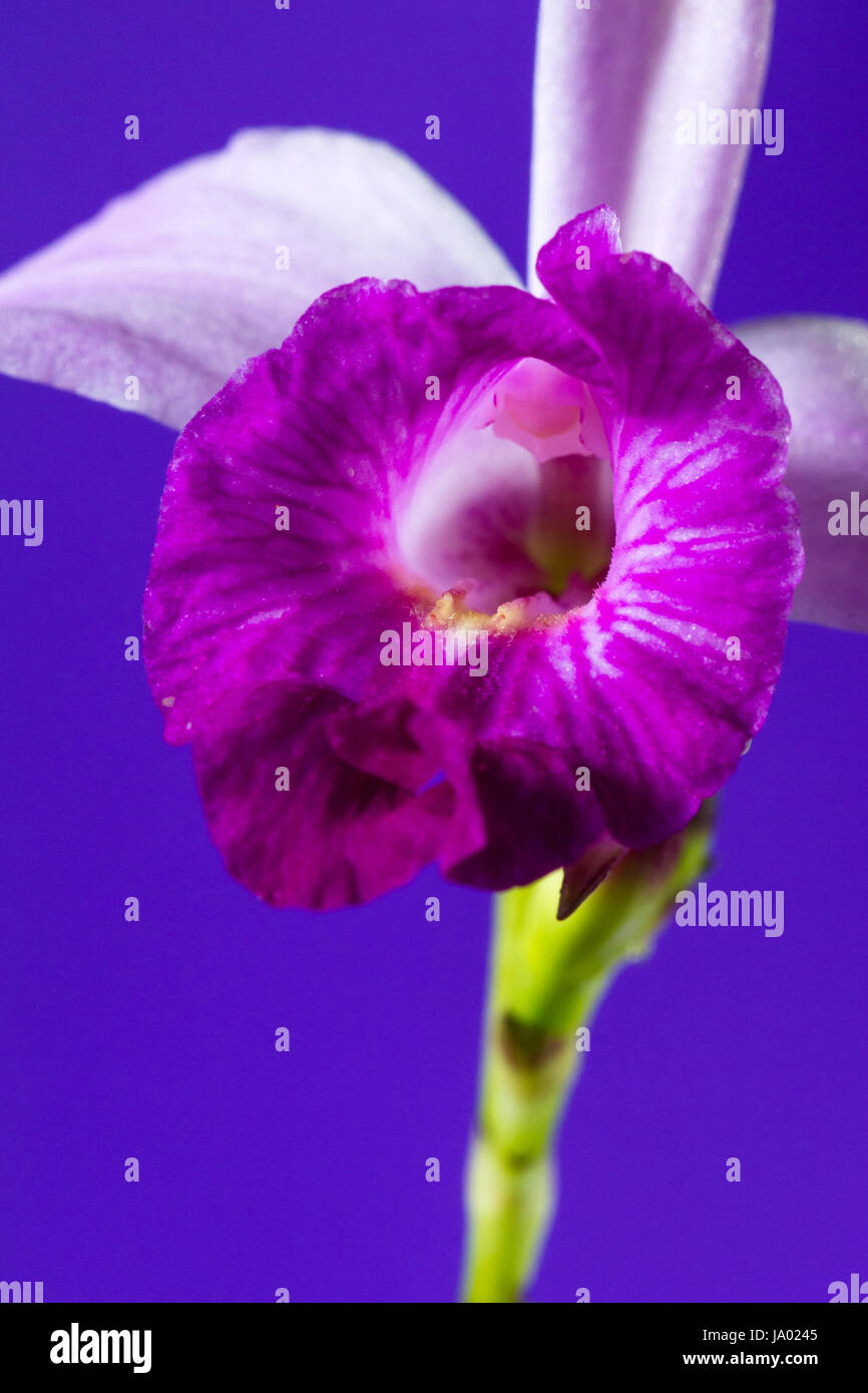 close up of a beautiful bamboo orchid with soft purple petals with a dark purple background. Stock Photo