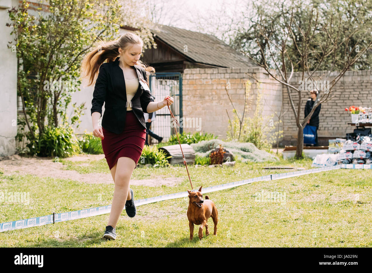 Gomel, Belarus - April 29, 2017: Funny Dog Red Brown Miniature Pinscher Pincher Min Pin Zwergpinscher Running Near Woman At Summer Season. Stock Photo