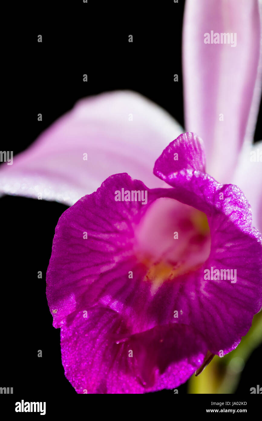 close up of a beautiful bamboo orchid with soft purple petals with a black background Stock Photo