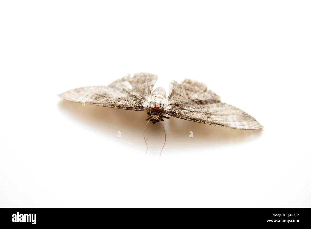 moth Stock Photo