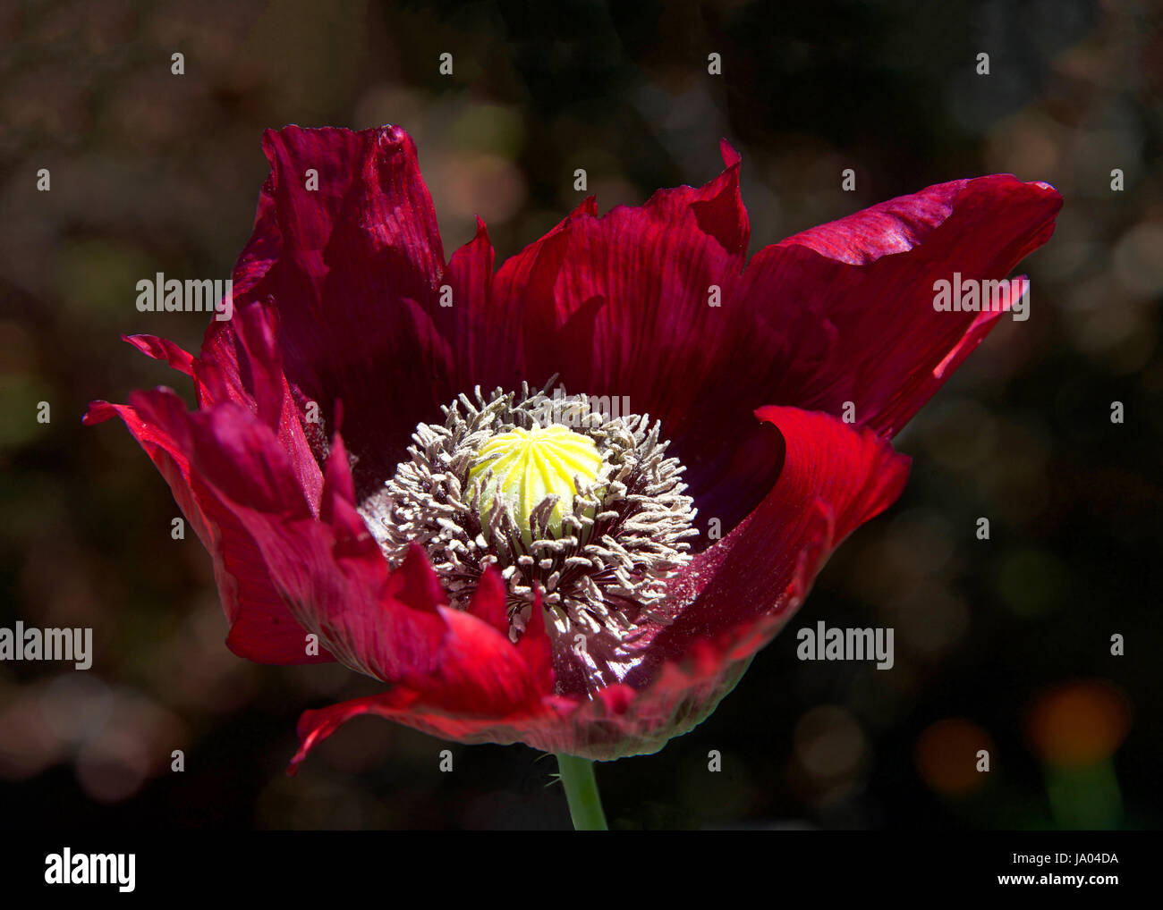 One Breadseed poppy (Papaveraceae) flower with dark leaves in