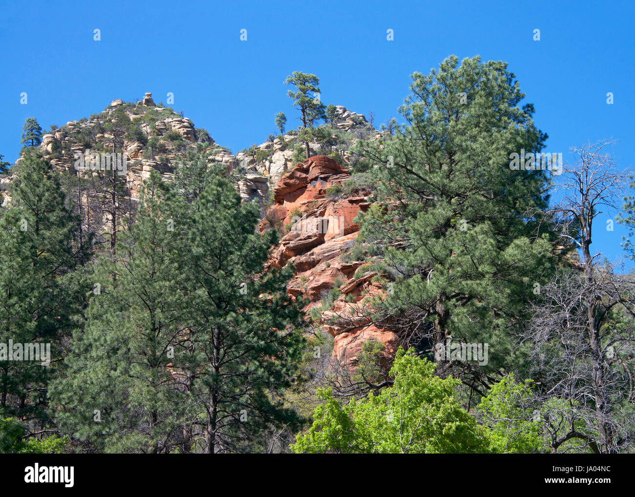 Green pine trees, red rocks typical of Sedona Arizona peaking out from