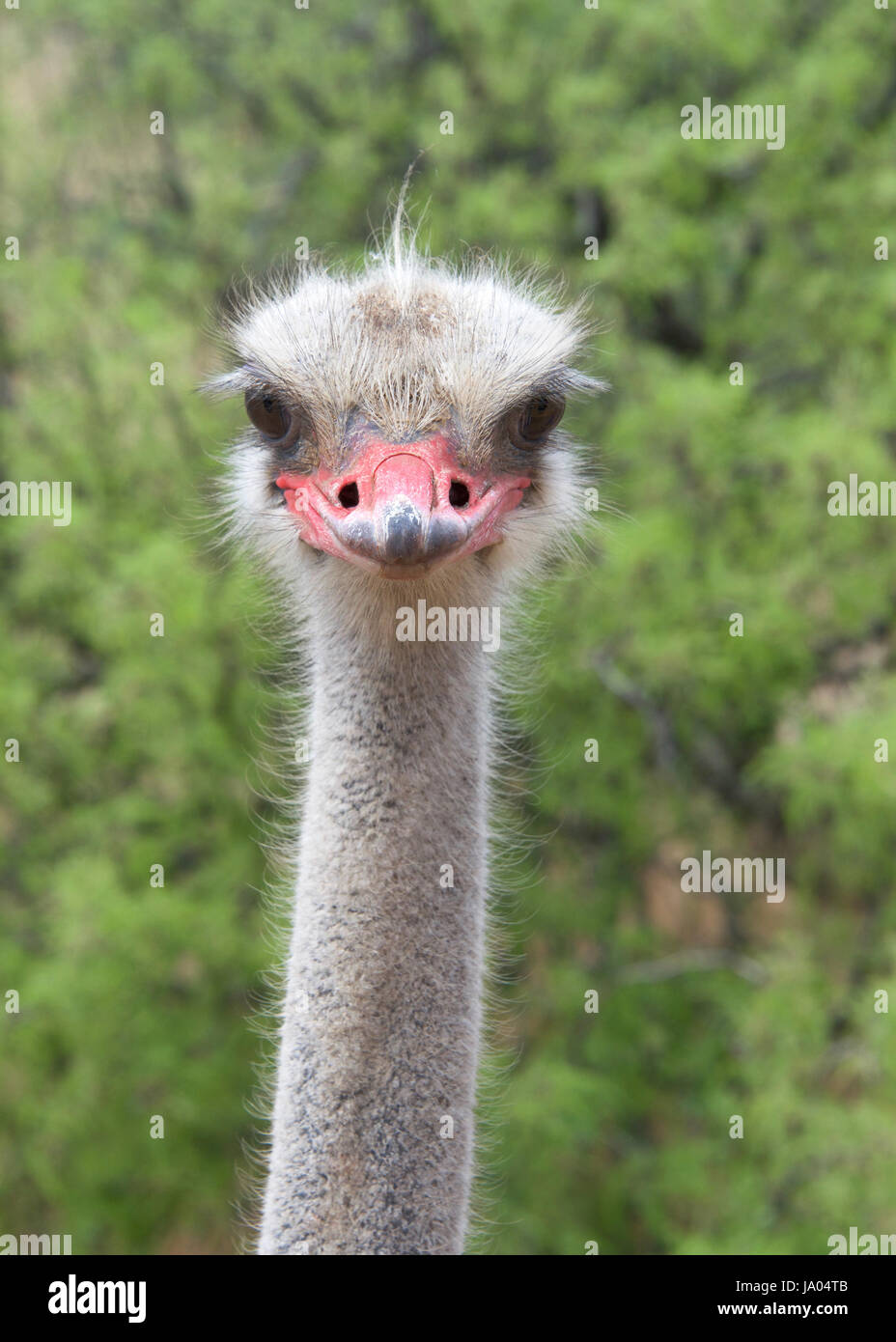 Portrait of one male ostrich looking directly at viewer, green bushes in background. The ostrich is a large flightless birds native to Africa. Males h Stock Photo