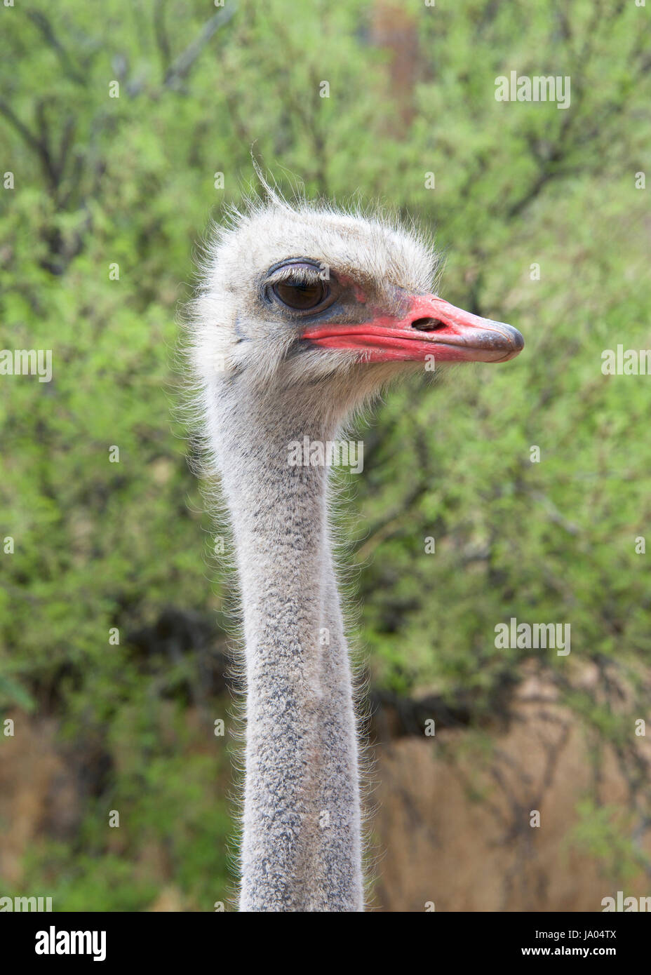 Portrait of one male ostrich looking to viewers right, green bushes in background. The ostrich is a large flightless birds native to Africa. Males hav Stock Photo