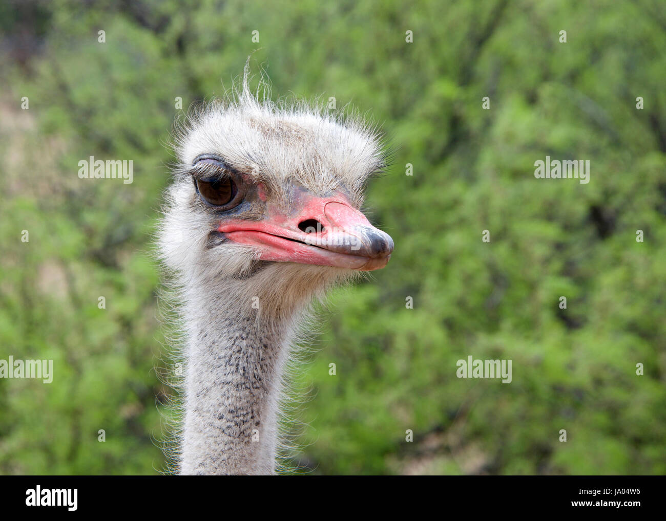 Portrait of one male ostrich, looking slightly to viewers right. Green bushes in background. The ostrich is a large flightless birds native to Africa. Stock Photo