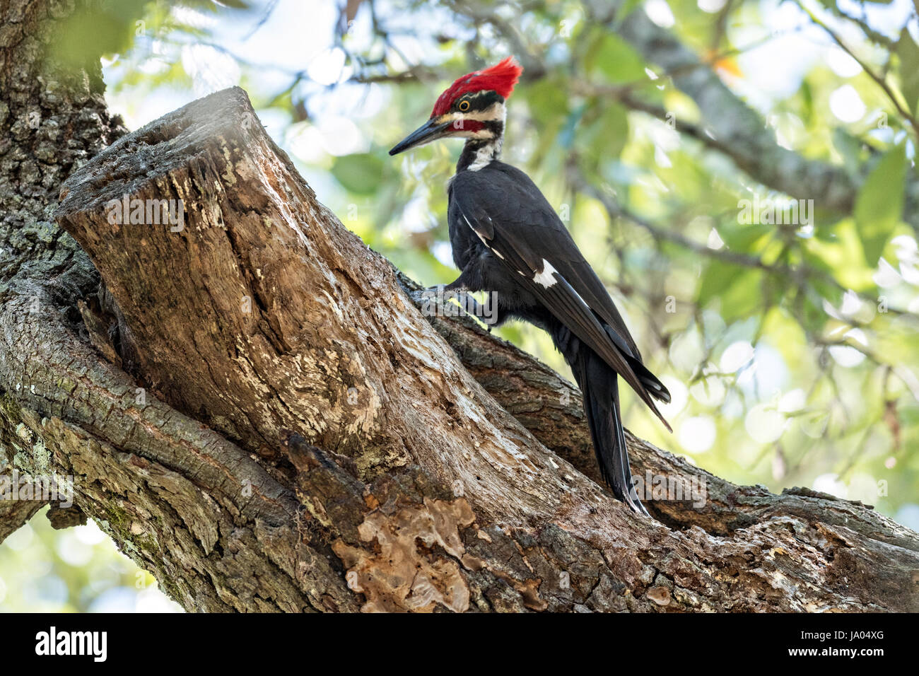 An adult male southern pileated woodpecker hunts for insects on a live