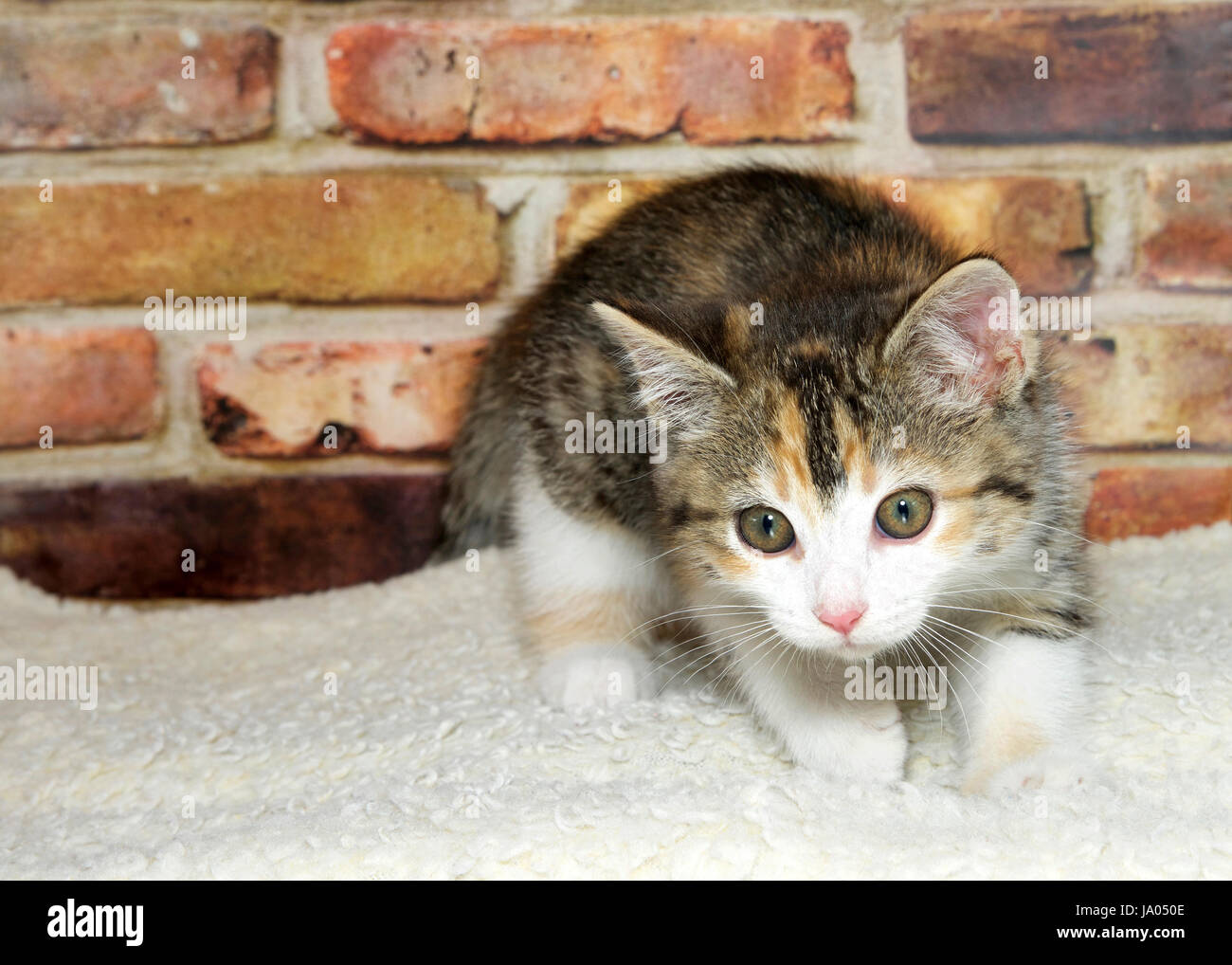 Crouched cat hires stock photography and images Alamy
