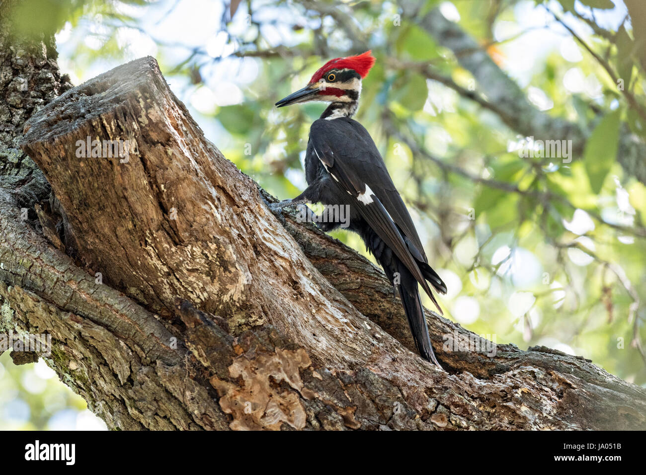An adult male southern pileated woodpecker hunts for insects on a live