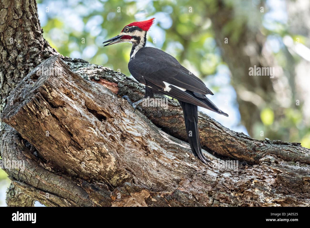 An adult male southern pileated woodpecker hunts for insects on a live
