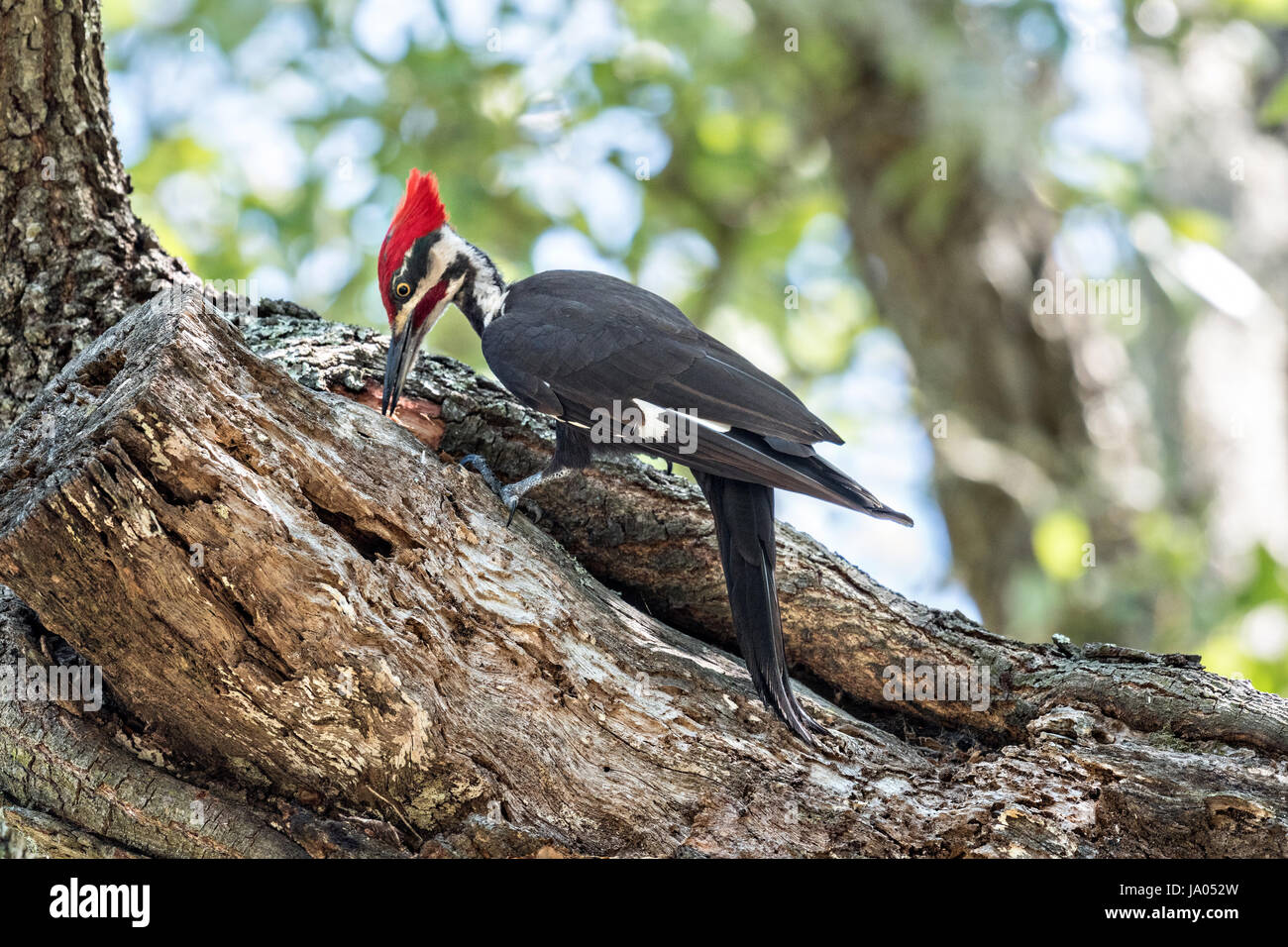 An adult male southern pileated woodpecker hunts for insects on a live