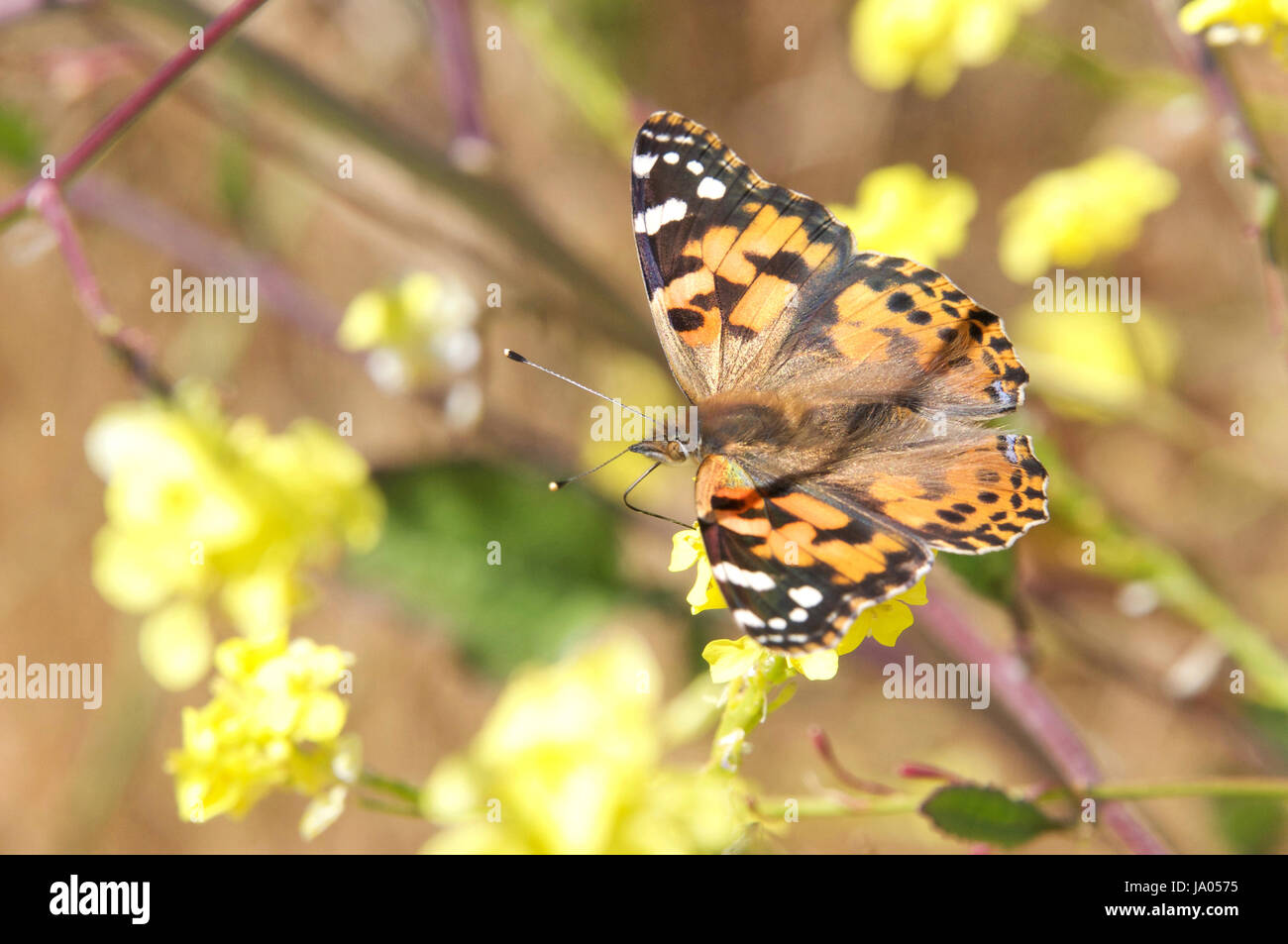 The Cynthia group of colourful butterflies, commonly called painted ladies, comprises a subgenus of the genus Vanessa in the family Nymphalidae. Drink Stock Photo