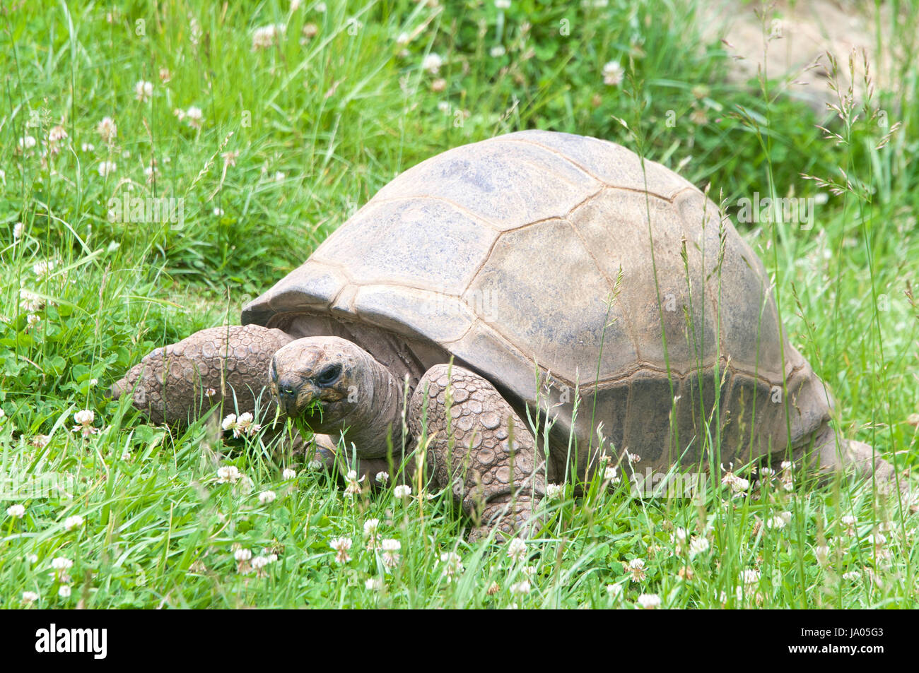 Curated visual reference: Gallery Detail: Aldabra Tortoise Eating Grass In A Field One Of The