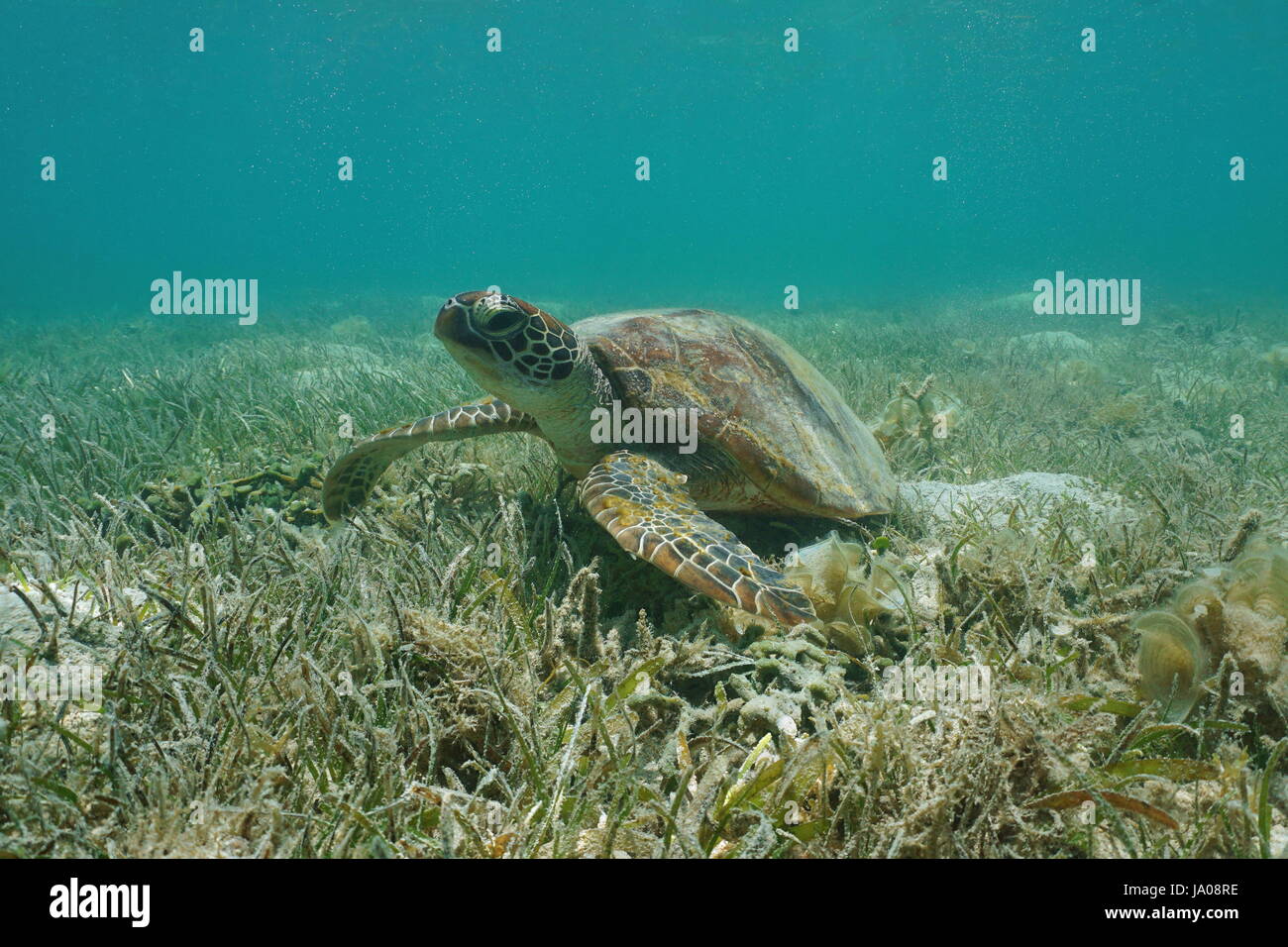 Under water green sea turtle, Chelonia mydas, on a grassy seabed, south Pacific ocean, lagoon of Grand-Terre island in New Caledonia, Oceania Stock Photo