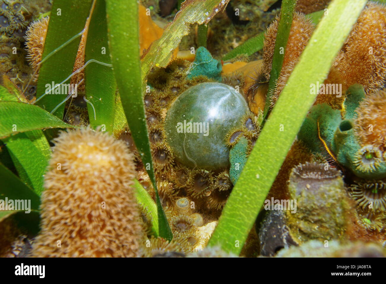 Bubble algae Valonia ventricosa, surrounded by marine life, underwater Caribbean sea Stock Photo