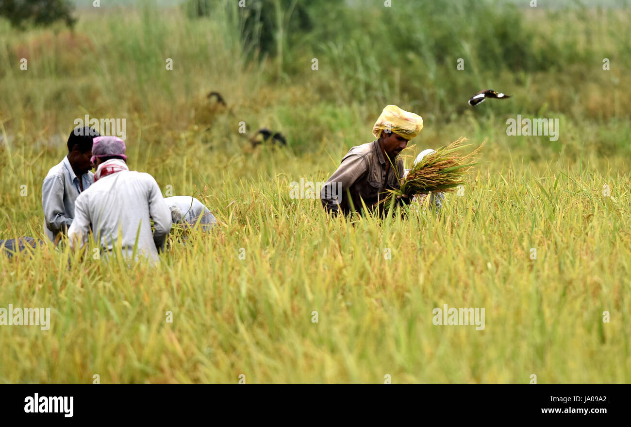 Guwahati, India. 03rd June, 2017. Farmers harvest rice in a paddy field during rice harvesting season in Mayong village in Morigaon. Credit: Rajib Jyoti Sarma/Pacific Press/Alamy Live News Stock Photo