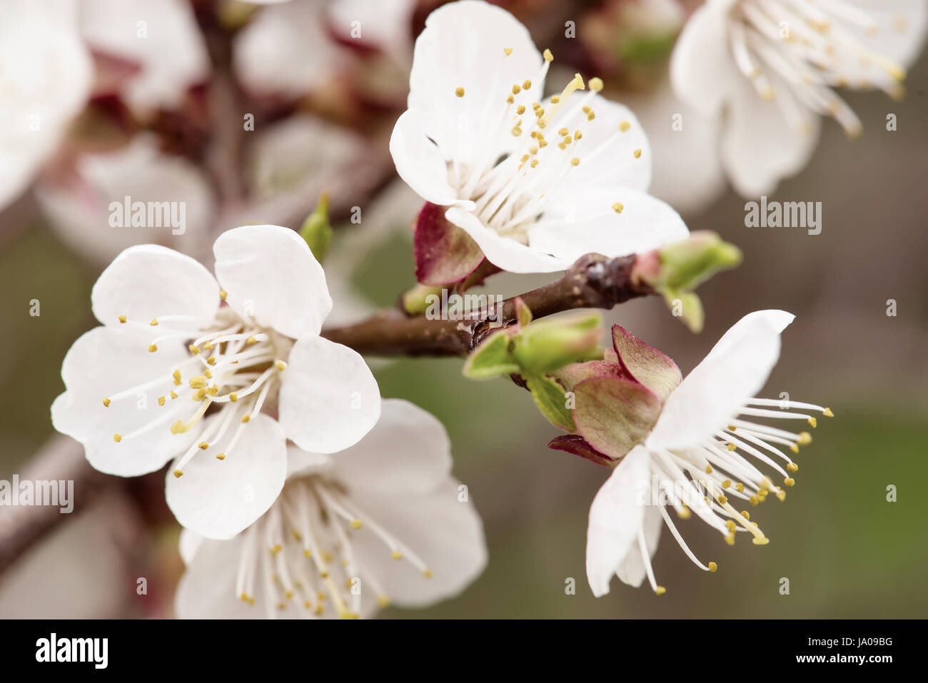 Apricot tree blossoms Stock Photo Alamy