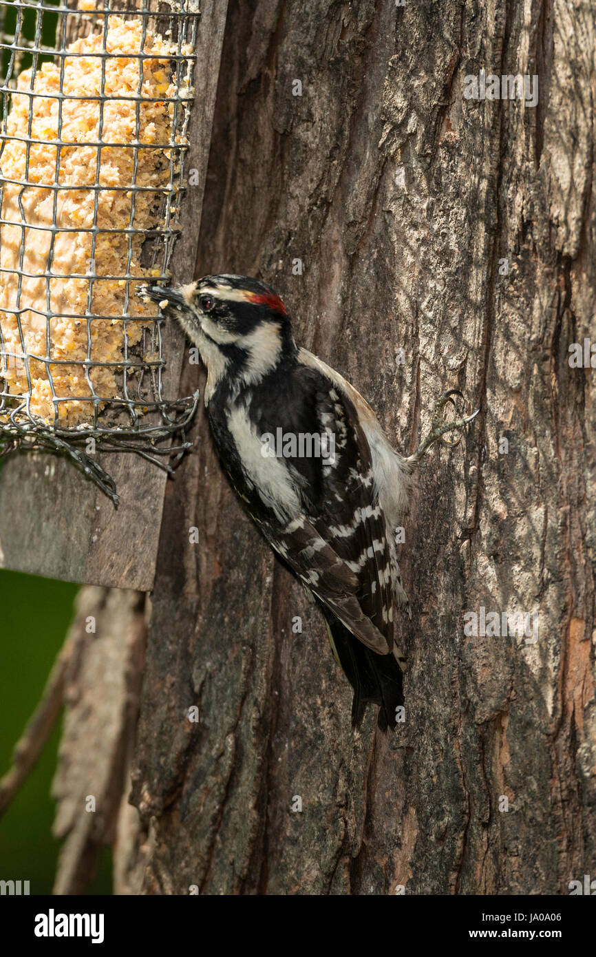Downy Woodpecker using suet feeder Stock Photo Alamy
