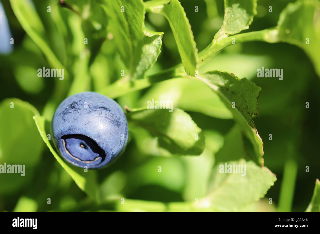 Ripe blueberries in nature Stock Photo - Alamy