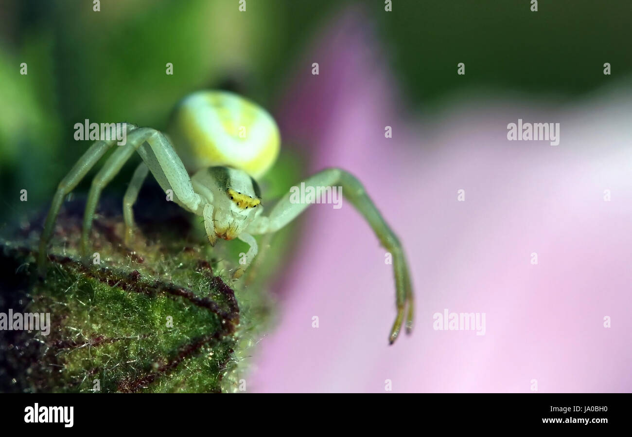 crab spider xysticus Stock Photo Alamy