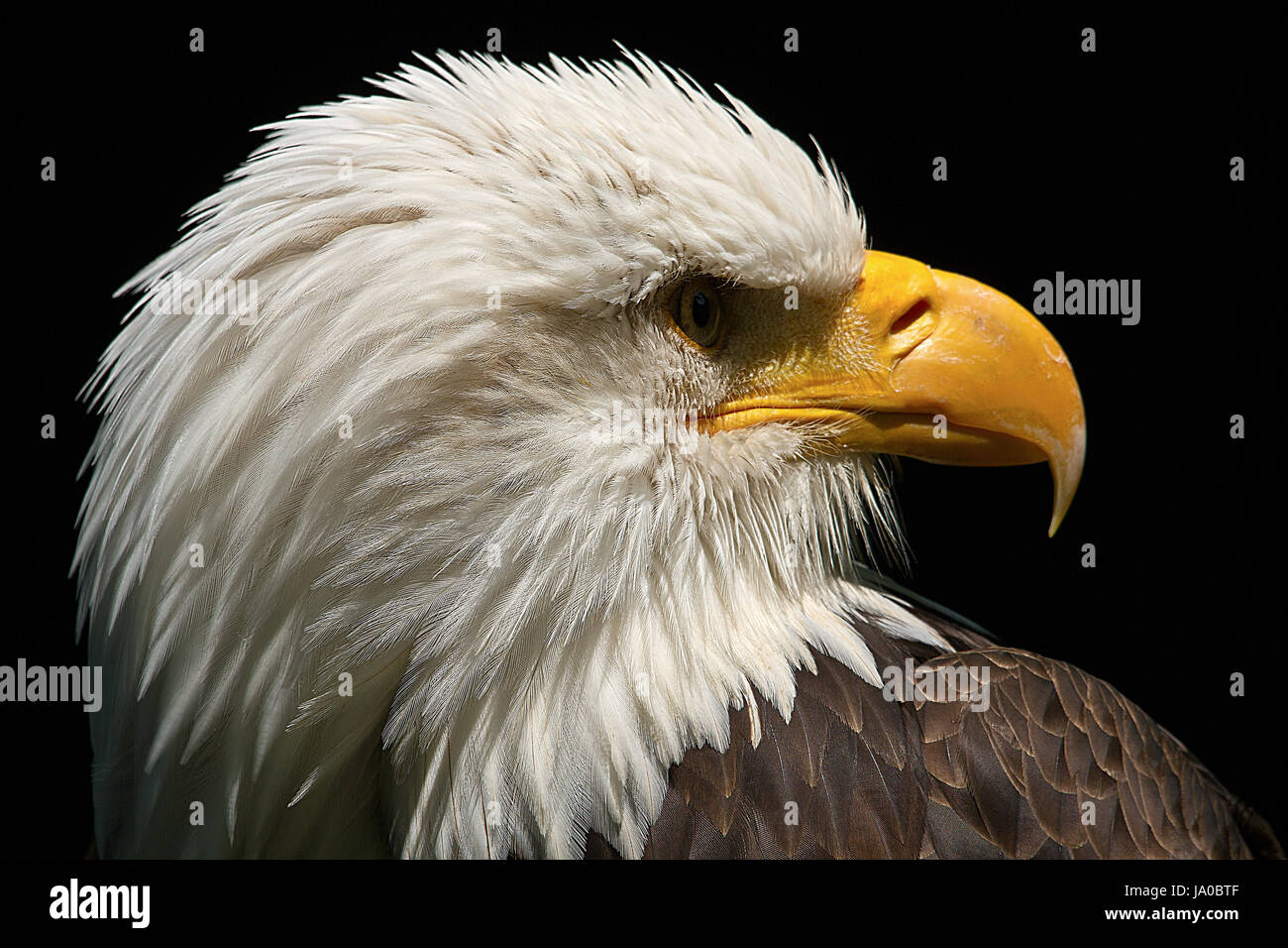 flight, portrait, eyes, emblem, fly, flies, flys, flying, nature, big ...