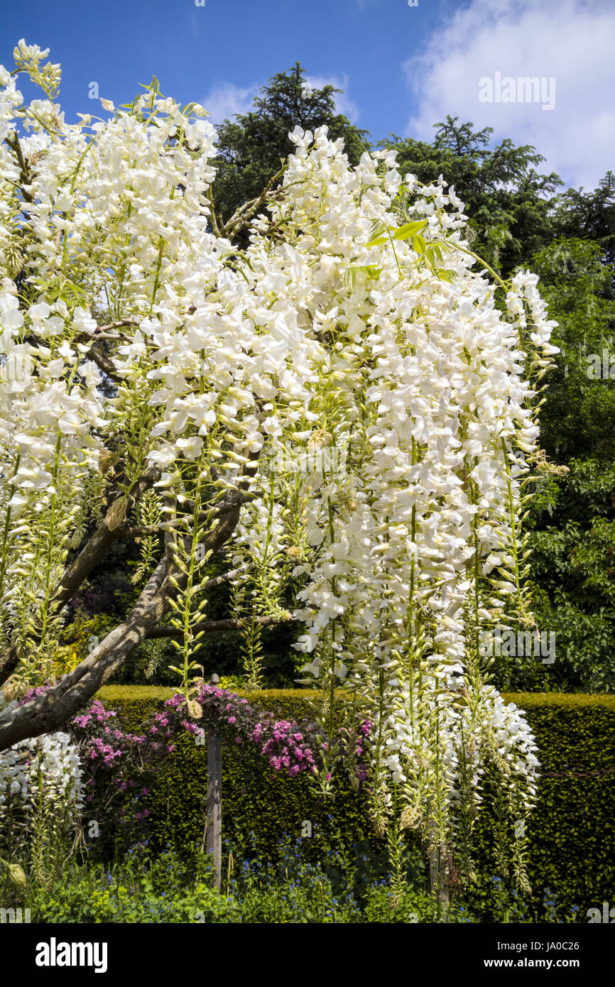 Wisteria tree branch with pure white flowers. Stock Photo
