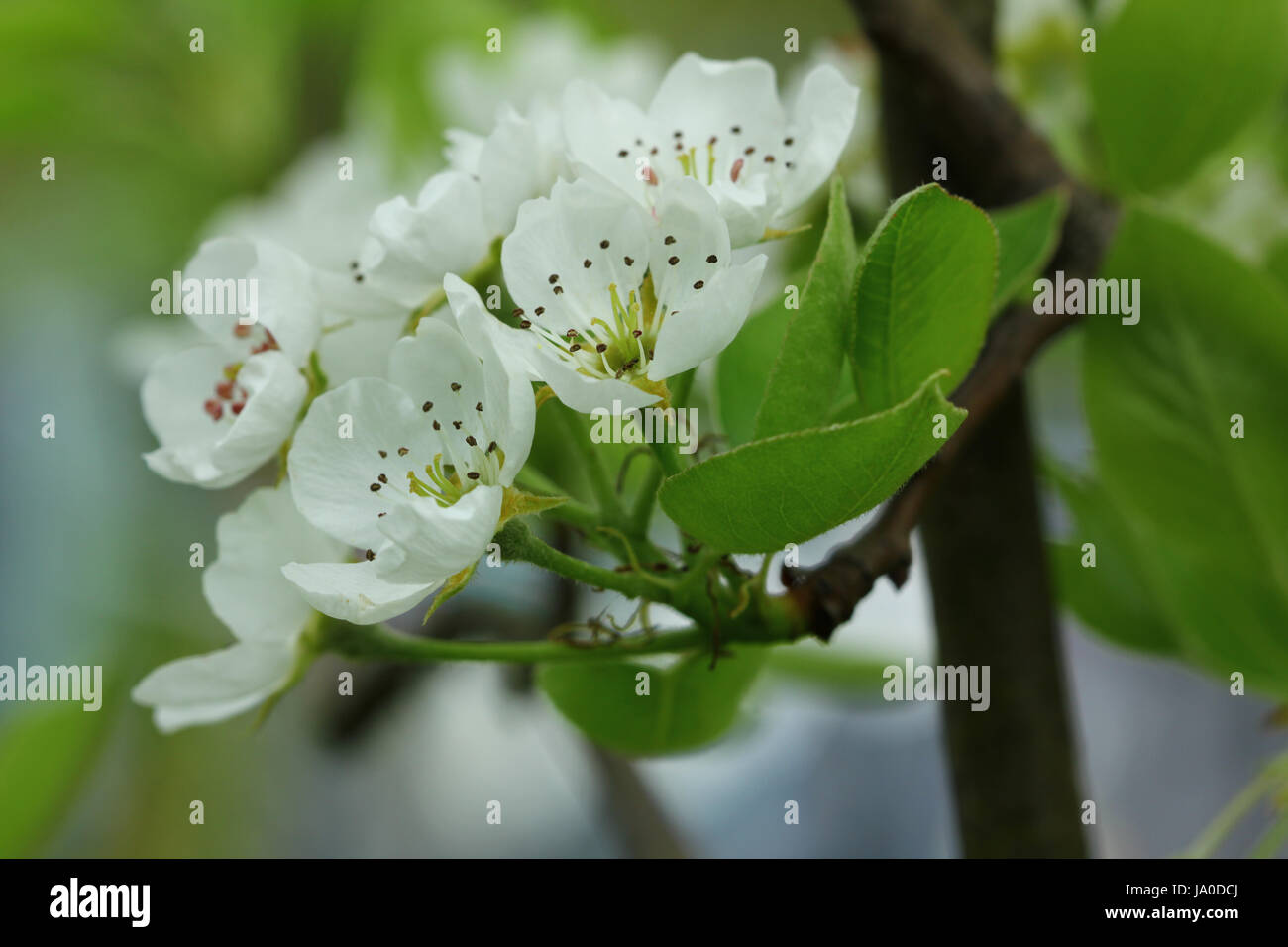 Apfelblten hires stock photography and images Alamy