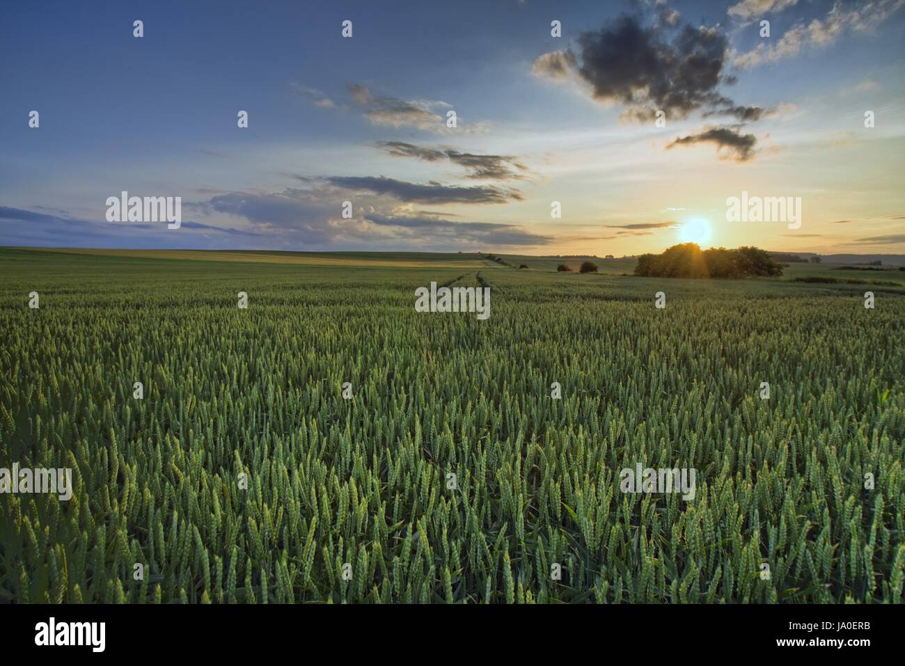 green field in sunset Stock Photo - Alamy