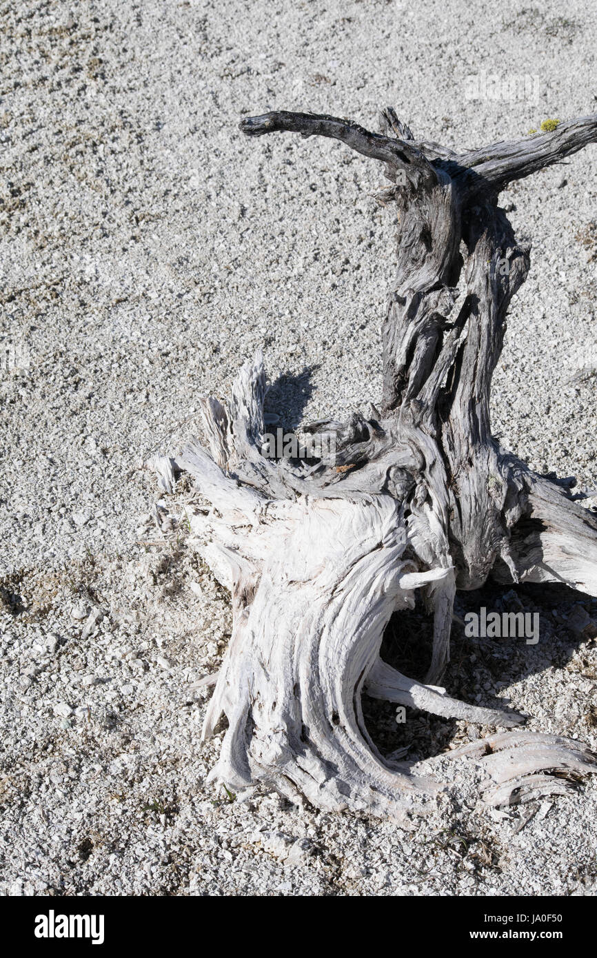Bleached driftwood at Yellowstone Stock Photo Alamy