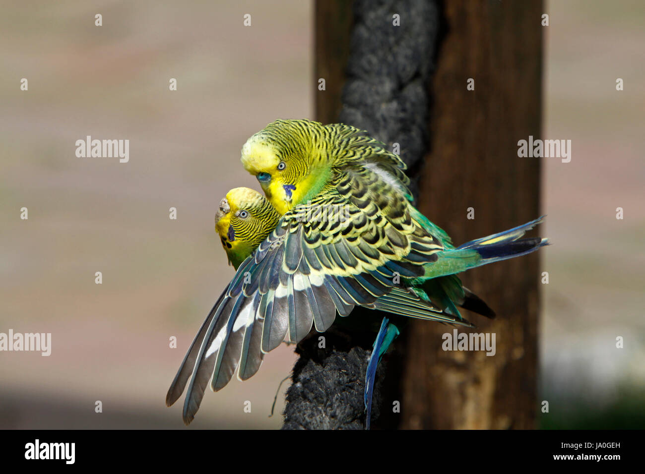Budgerigars During Mating Stock Photo Alamy budgerigars-during-mating-stock-photo-alamy
