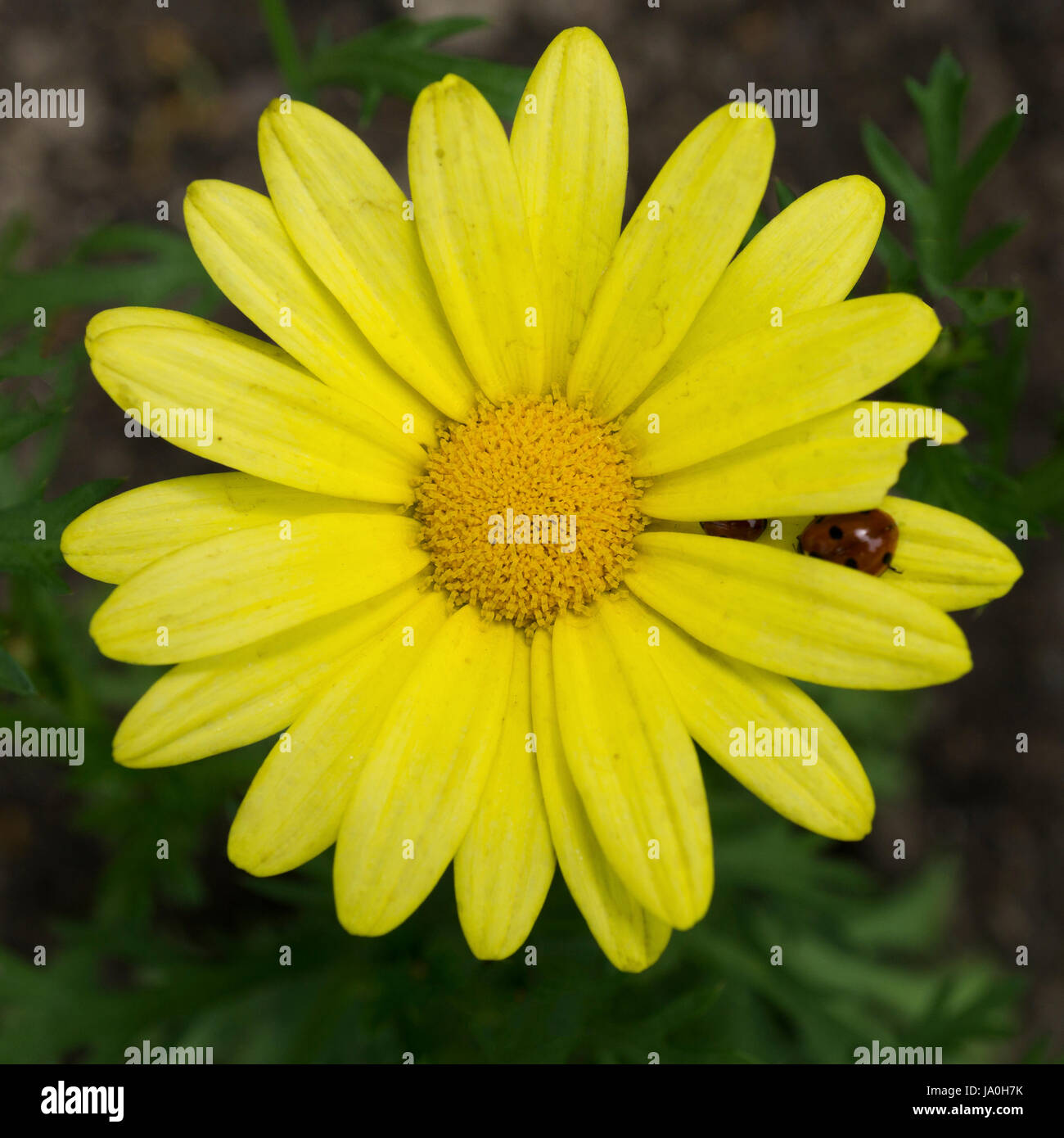 Marguerite daisy with ladybugs Calgary Alberta Stock Photo Alamy