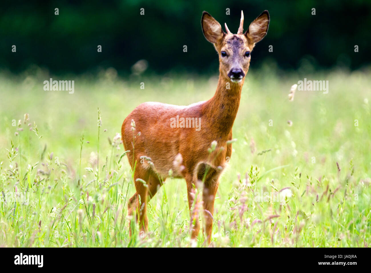 Young Roe deer buck Stock Photo